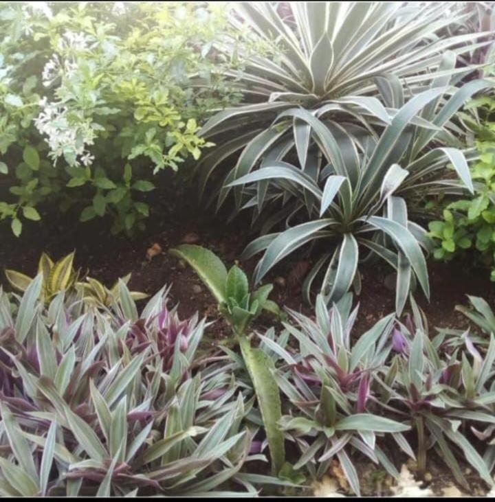 The Seaside Garden Guesthouse Buccoo Exterior foto